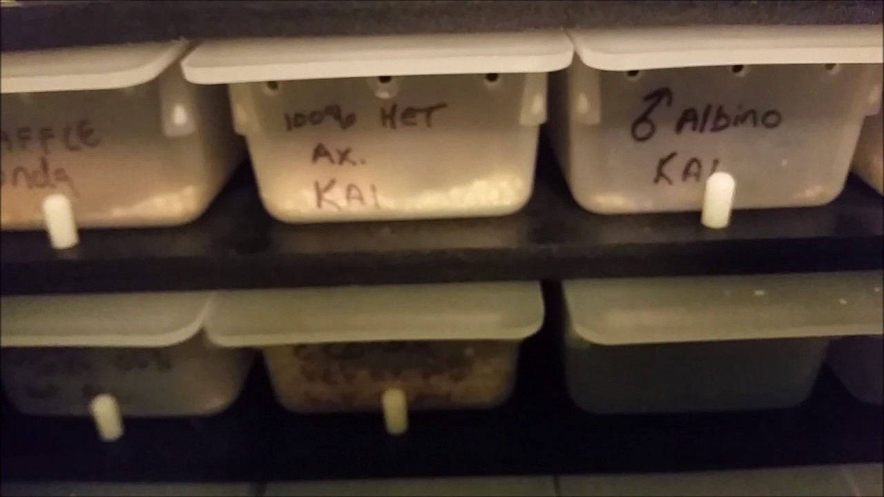 How do I live with myself? (Keeping snakes in tubs) YouTube