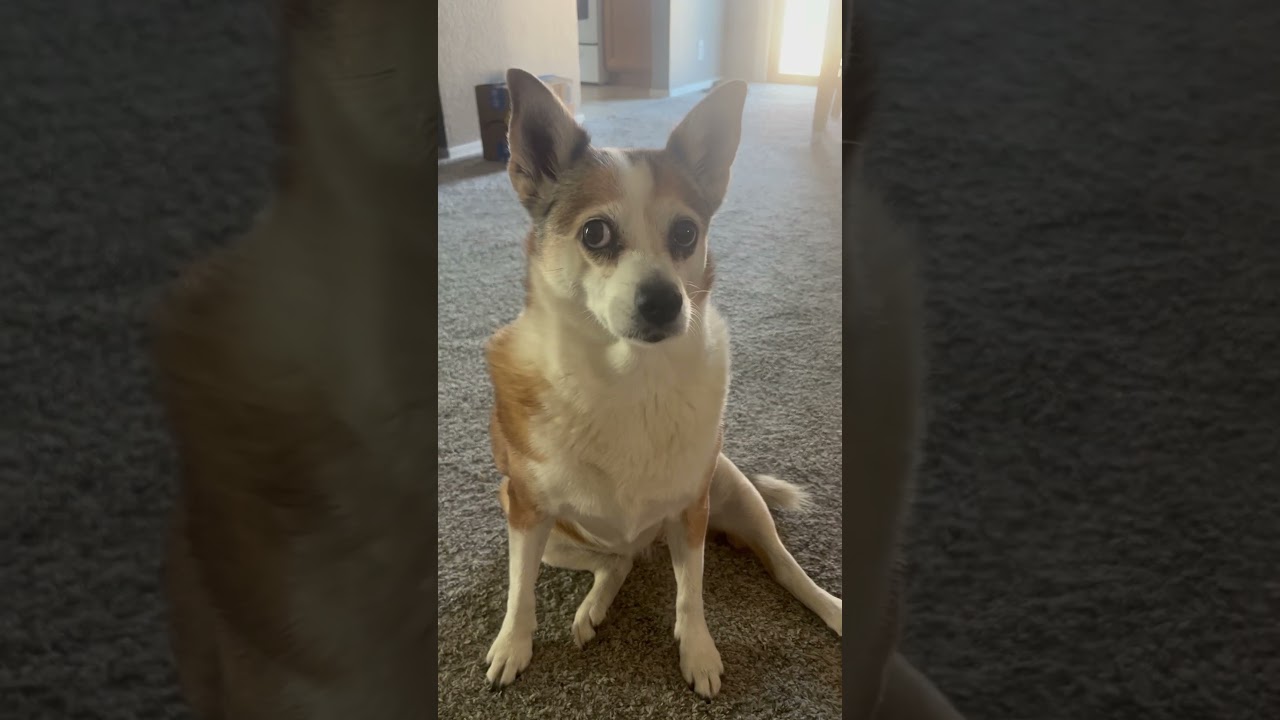 Where’s my friends at? 🐶 