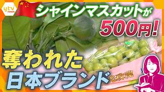 【ヨコスカ解説】日本生まれのシャインマスカットが中国市場で500円！ブランド食品が海外流出か！？抹茶に柑橘も…実態に迫る【かんさい情報ネットten.】