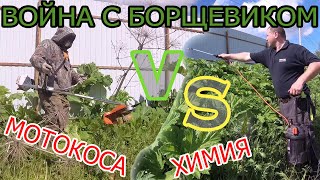 ❗КАК ВЫВЕСТИ БОРЩЕВИК СОСНОВСКОГО 🖐 УНИЧТОЖЕНИЕ СОРНЯКА НА УЧАСТКЕ 🍀