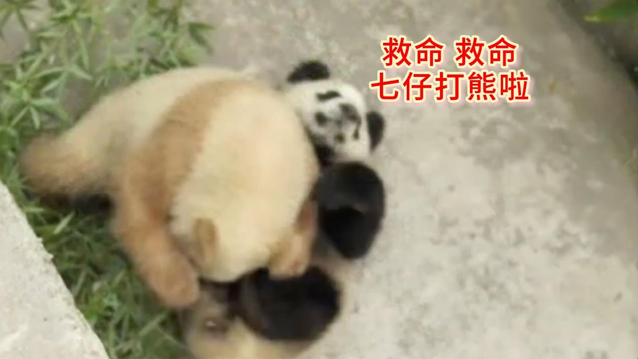 Brown Giant Panda Qizai沉浸式欣赏七仔团子们打群架时光这群小团子,都是国宝打起来谁也不让着谁啊 - YouTube