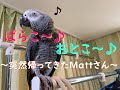 ぱらこ~♪おとこ~♪~突然帰って来たMattさん~ ヨウムのるいちゃん