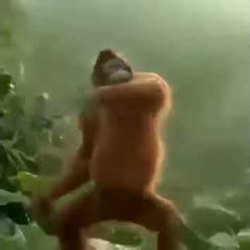 Monyet joget coki coki