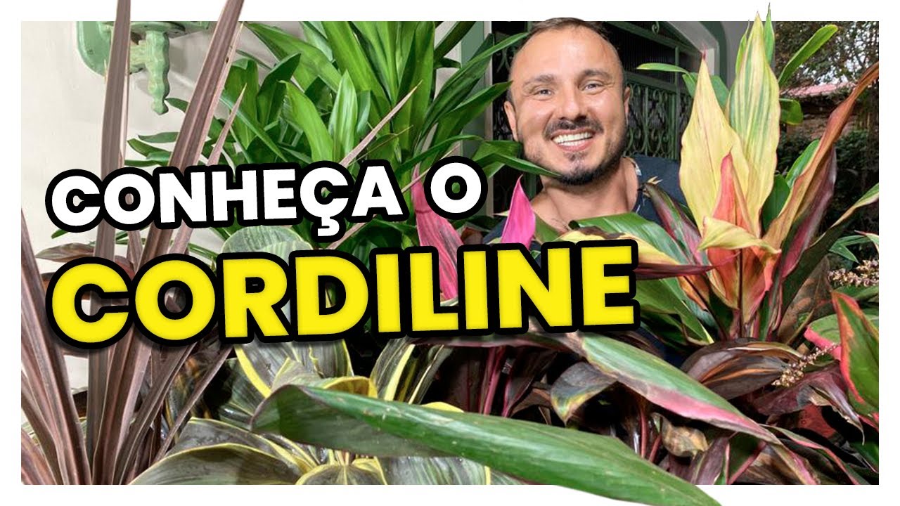 CORDILINE | Conheça e aprenda como cultivar