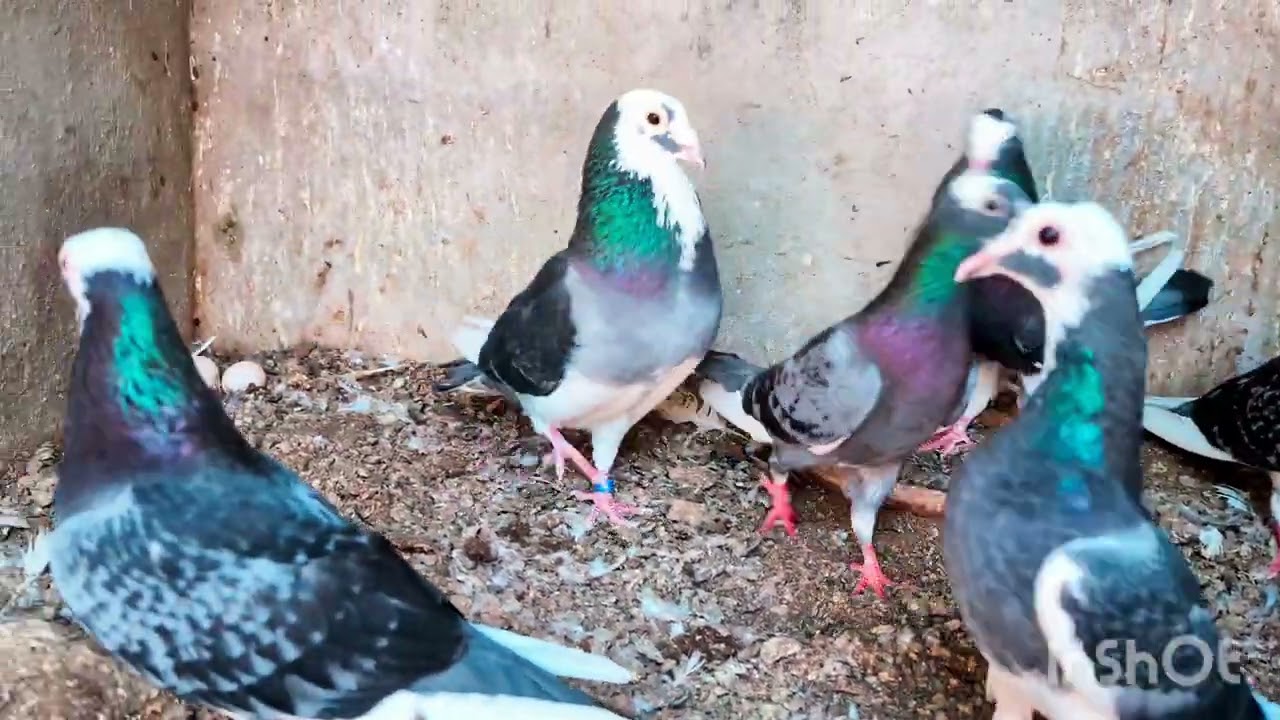 Mechia Dobaj Family ♥️♥️♥️♥️