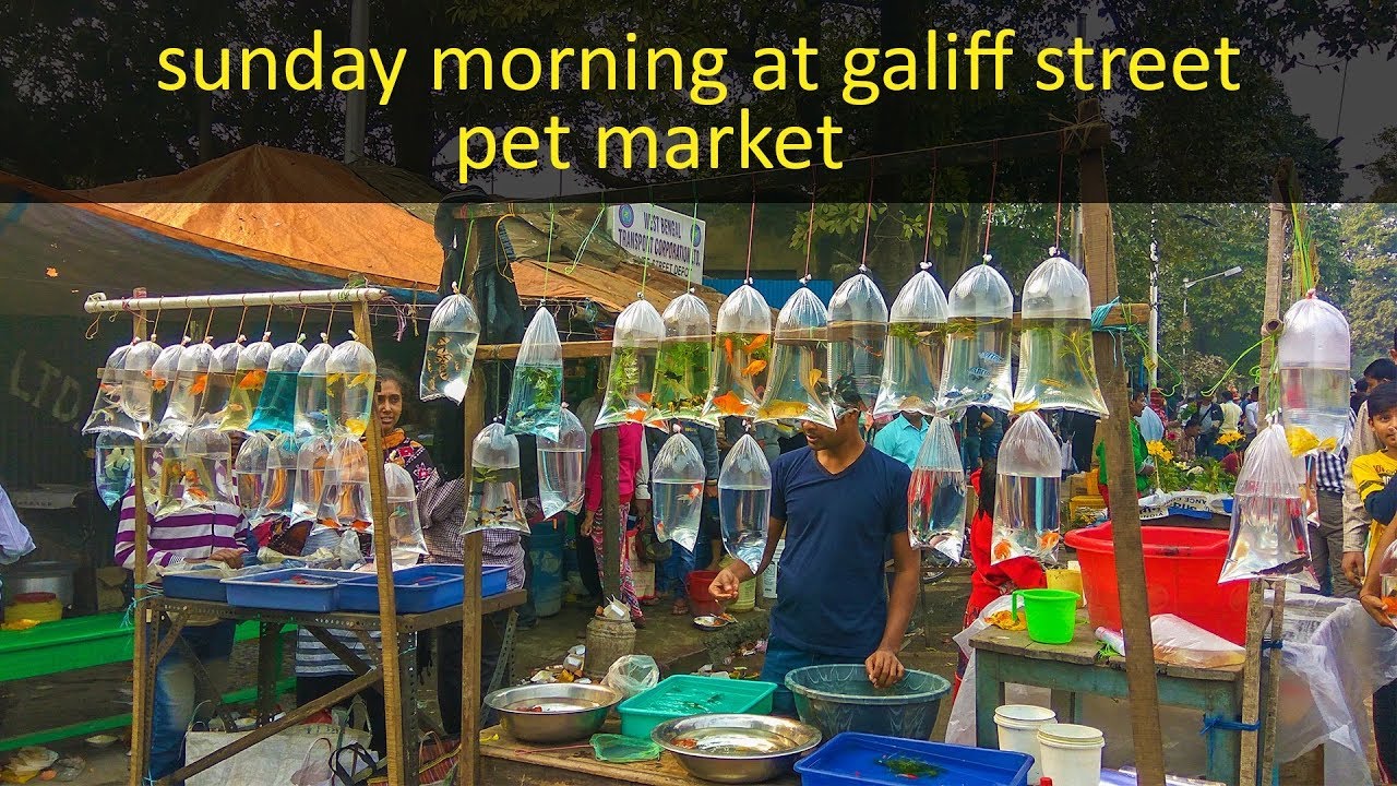 Sunday morning at galiff street pet market (hati bagan) galiff street pet market short trip