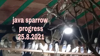 java sparrow 25 8 2021progress Wealth