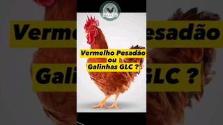 Galinha Glc Ou Vermelho Pesadão?