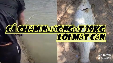 cá chẽm nước ngọt 39kg lôi mất cần