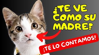 Como saber si  tu  GATO  te considera su  MADRE   ▶ 12 SEÑALES  de que te QUIERE