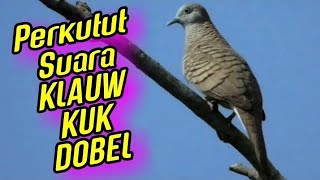 Bunyi Suara Perkutut Lokal GACOR ‼️ KUK DOBEL