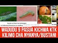 WADUDU 9 PASUA KICHWA KTK KILIMO CHA NYANYA BUSTANI NAMNA YA KUWATAMBUA NA KUWATEKETEZA PART 2 WADUDU 9 PASUA KICHWA KTK KILIMO CHA NYANYA BUSTANI NAMNA YA KUWATAMBUA NA KUWATEKETEZA PART 2