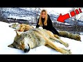 Des loups affams entouraient la jeune fille mais alors limpensable sest produit 