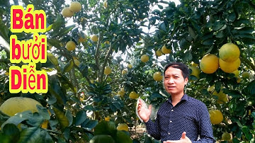 Bưởi Diễn || giá bán bưởi Diễn || bưởi Rỏn | 0989928949