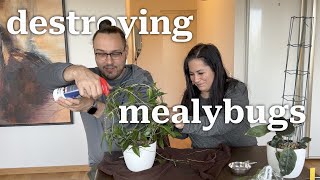 I went to Sweden to destroy mealybugs.