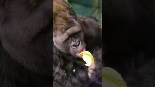 Silverback Gorilla Eating! Watch His Jaw Muscles Move On Top Of His Head While He Eats! #Asmr