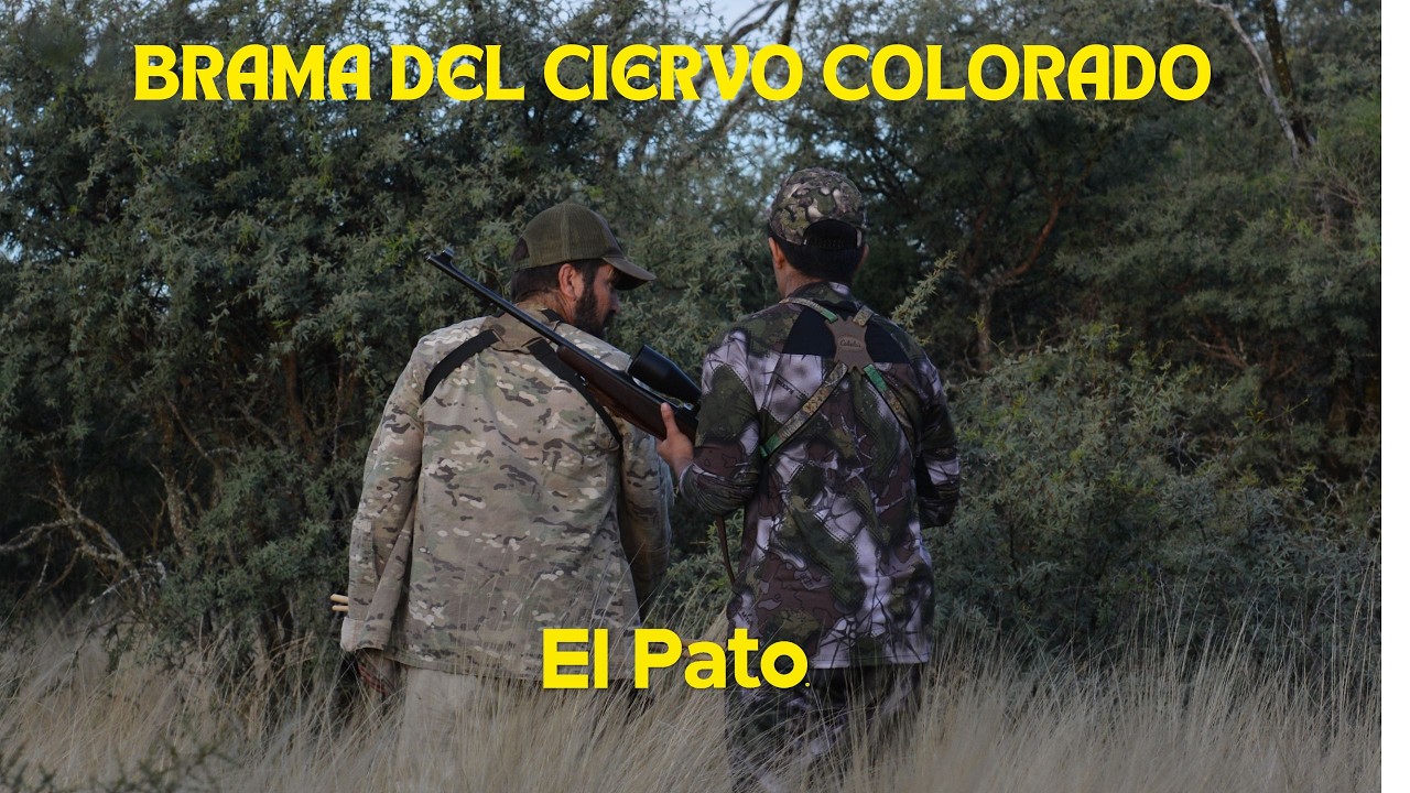 BRAMA DEL CIERVO COLORADO EN LA PAMPA