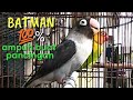 Lovebird Batman Ngekek Ngetik Panjang Ampuh Mancing Lovebird Lain Masteran Pancingan Mp3 - Mp4 Download