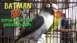 LOVEBIRD BATMAN NGEKEK & NGETIK PANJANG AMPUH MANCING LOVEBIRD LAIN | Masteran & Pancingan