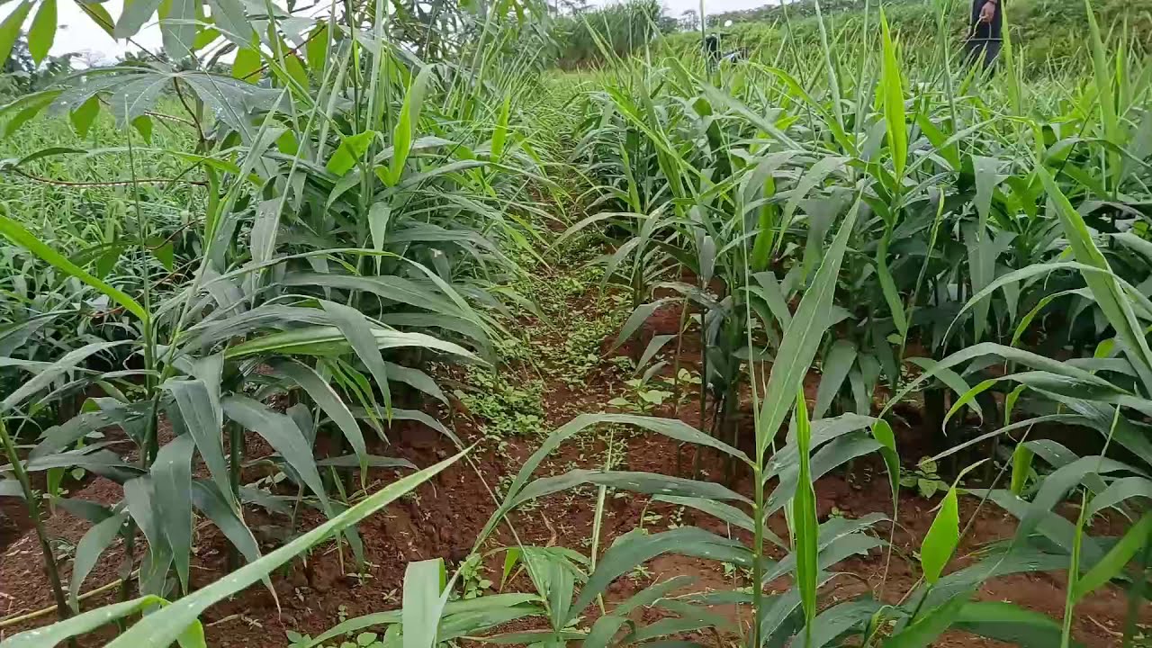 Peluang Budidaya Jahe Emprit Panen 3 Ton Harga @Kg Rp.30.000 di Lahan Tak Seberapa