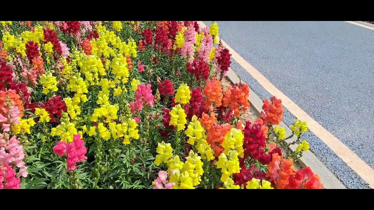 Flower in the winter 