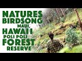 45 Minutes of NATURE SOUNDS - BIRD SONGS - Hawaii Maui Poli Poli Forest Reserve - Hawaiian Birds