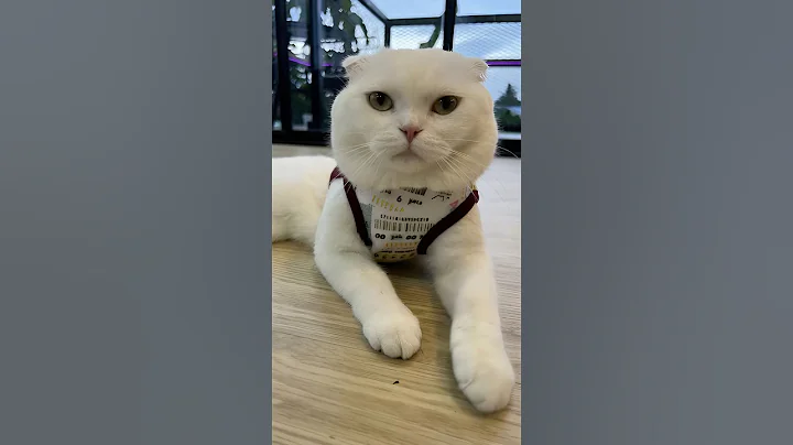 Video 11386321: cat cutecat pets animals, cat pets cutecat funny, cat pets cute animals