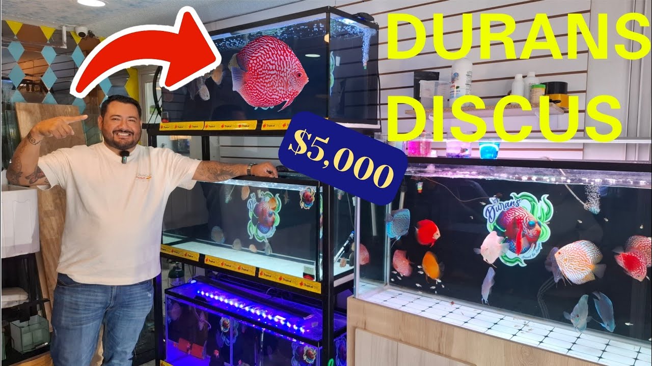 LA TIENDA MAS EXCLUSIVA DE PECES DISCO EN MERCADO MORELOS, SOLO COLECCIONISTAS