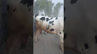 #shortvideo Mandi Ka Sab Se Bara Bull | Shandaar Aur Taqatwar Bail 🐂