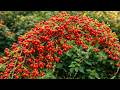 How Rose Hips Are Grown  From Soil to Heavy Red Harvest Peaceful Farm Documentary
