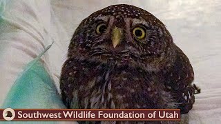 Greatest Superb Owl Recovery!