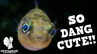 The Best Advice For Selecting Fish For Your Aquarium