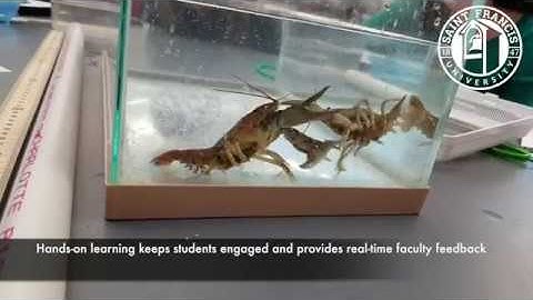 Take a Peek into the Animal Behavior Lab at Saint Francis University