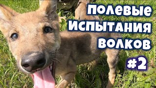 Полевые испытания волков Полевые испытания волков