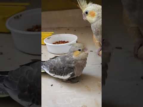 Video: Jinsi Ya Kufundisha Cockatiel