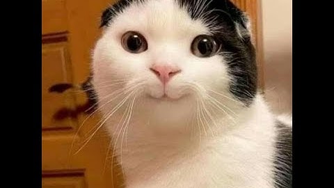 TỔNG HỢP NHỮNG HÀNH ĐỘNG HÀI HƯỚC CỦA ĐỘNG VẬT. {{ P2 }}