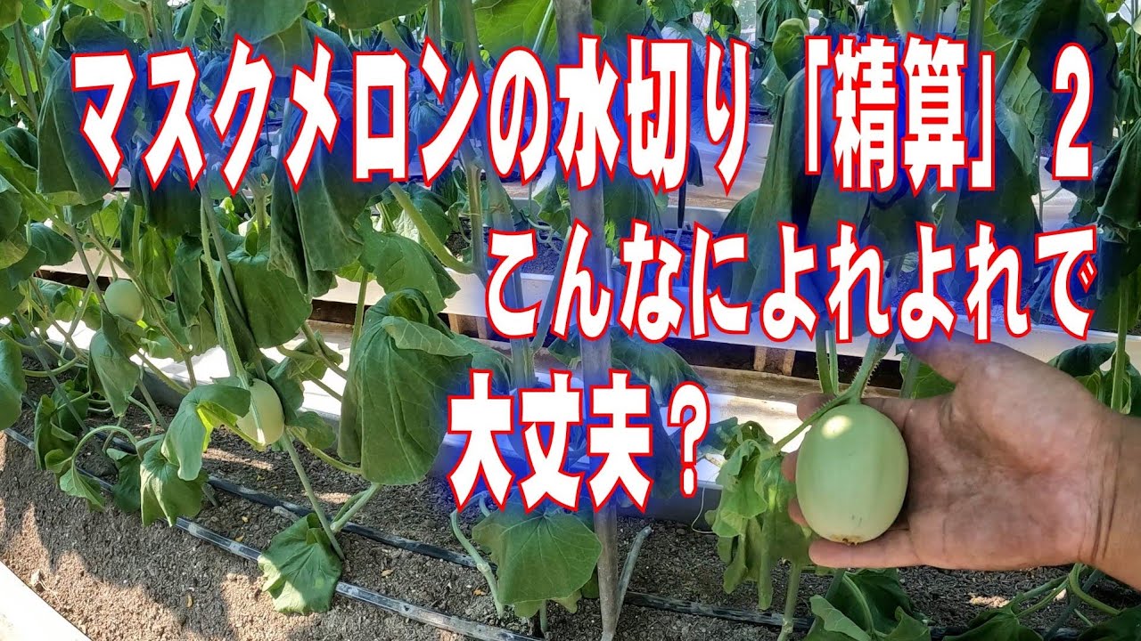マスクメロンの水切り「精算」の2回目　メロンの育て方　grow melons