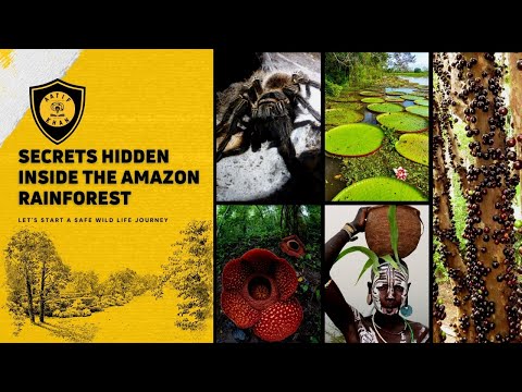 فيديو: هل توجد أزهار رافليسيا في غابات الأمازون المطيرة؟