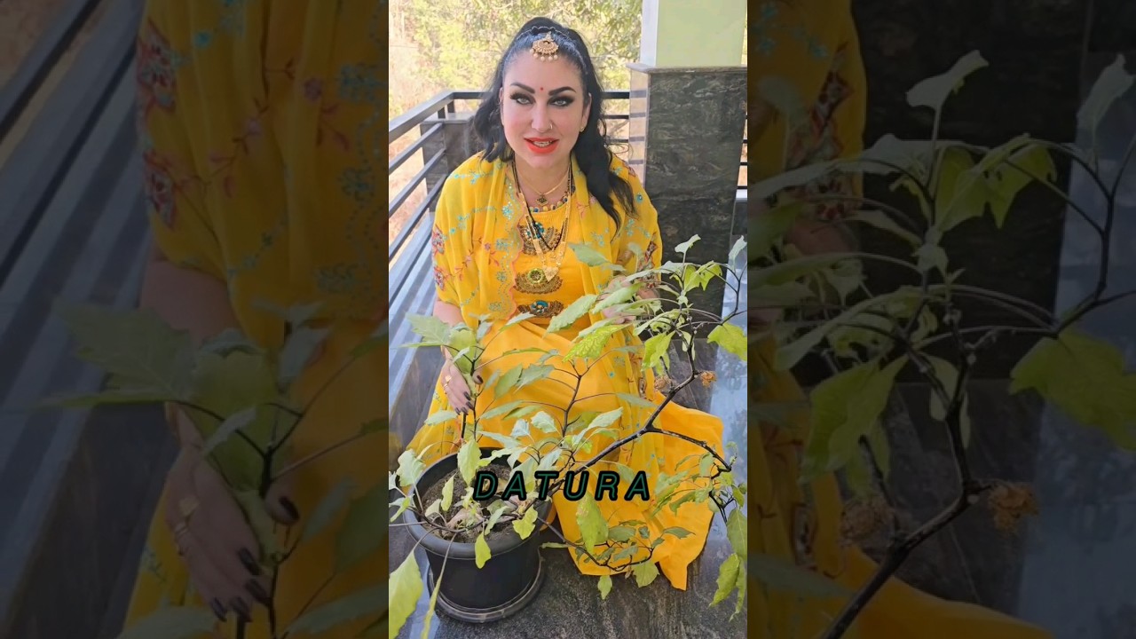 ДАТУРА  Datura  магические травы Индии.