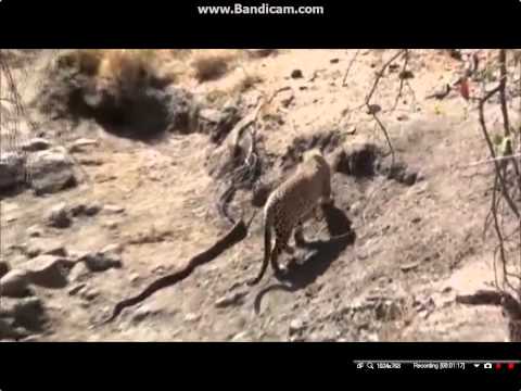 Leopard Attacks on Python