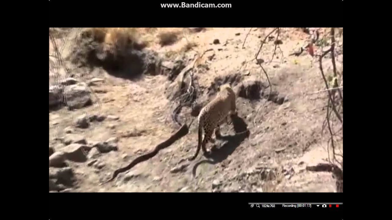 video phone beyonce mp3 Leopard Attacks on Python