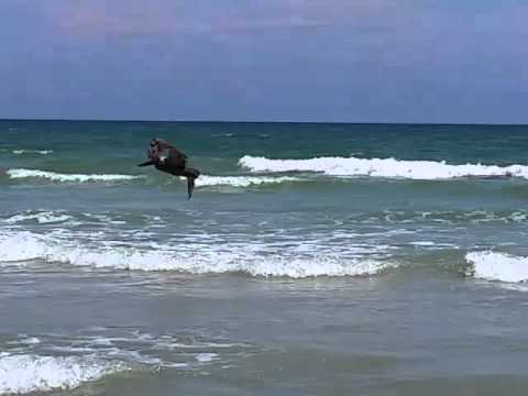 Daytona Beach Pelican Diving In Shallow Water You Daytona Beach Pelican Diving In Shallow Water
