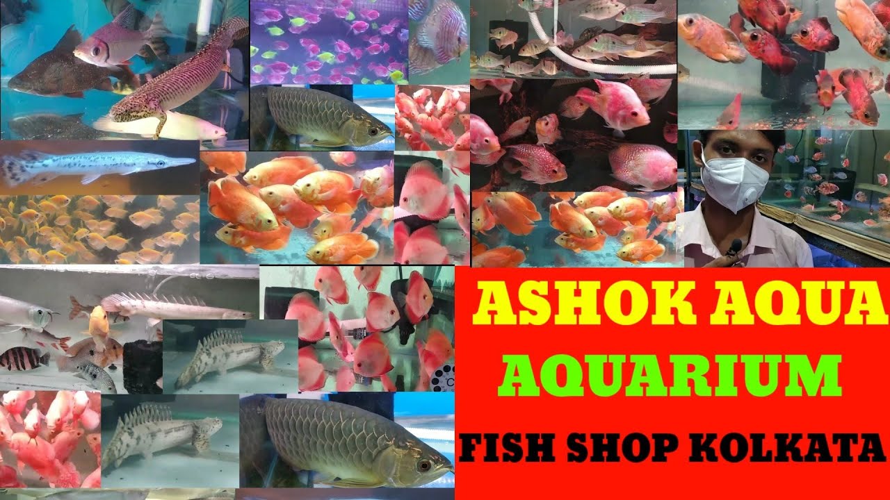 Ashok aqua fish shop 3rd part🐕quarium fish shop kolkata🐕Aquarium fish