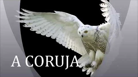 Qual o verdadeiro significado da coruja para os evangélicos?