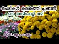 ചെടികൾ കുലകുത്തി പൂക്കും ഇങ്ങനെ ചെയ്താൽ|gardening in malayalam|malayalam gardening pookkan enthu che