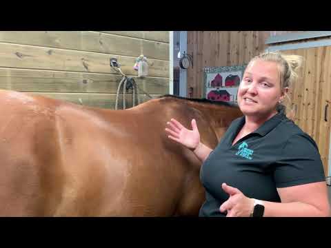 Massaging Your Horse