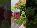 Um dia abençoado e repleto de paz #short #sejagrato #bomdia #obrigadadeus #cafezinho #flores