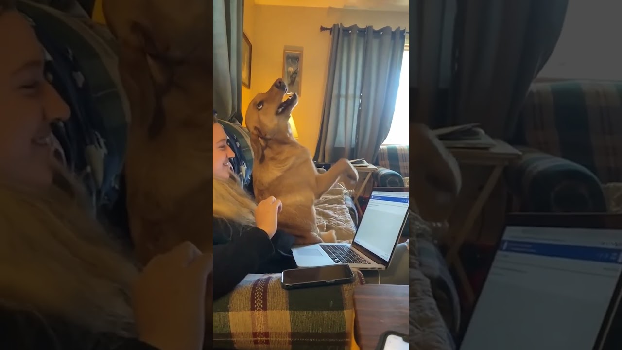 Adorable Dog Begs for Pets While Pet Parent Works!