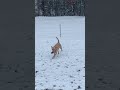 Never to cold or snowy to play fetch.