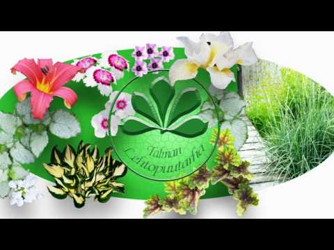 Video: Mitä Kukkia Kylvämme Taimille Helmikuussa